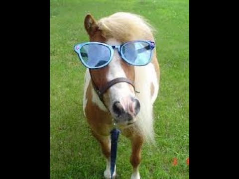 horse-doing-funny-things-new-video||2017