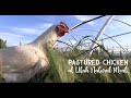 Pastured Chicken at Utah Natural Meat