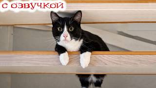 Приколы с котами! С ОЗВУЧКОЙ! СМЕШНЫЕ коты! Самые Смешные ЖИВОТНЫЕ!