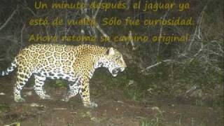 Interaccion puma-jaguar en Yucatán, México Is A Puma A Jaguar