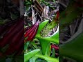 ric rac cactus plant. https://youtu.be/iufMAP_cPso#shorts #shortvideo #viralvideo #viralshort
