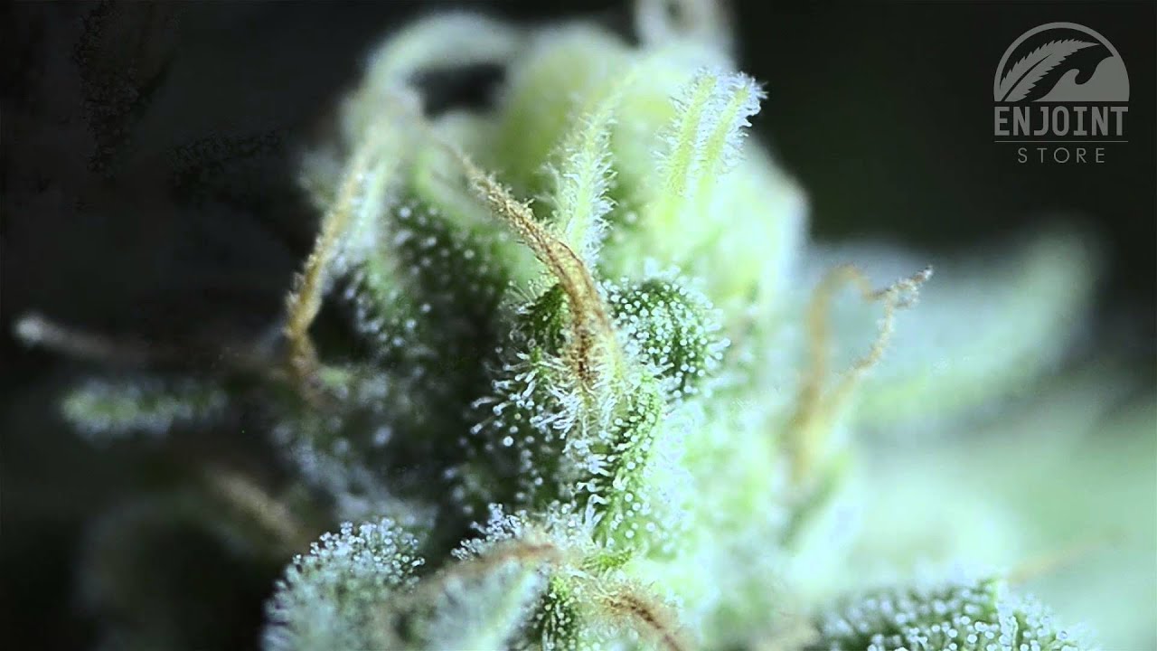 T.H. SEEDS · BUBBLEGUM STRAIN