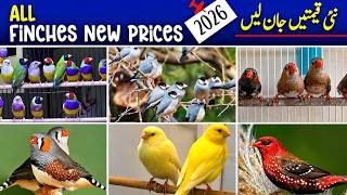 finches new price 2026 in pakistan | all gouldiyan finches price 2026 | all java finch price 2026