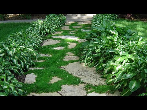 Video: Irish Moss Growing Zones: How To Grow and Care For Irish Moss