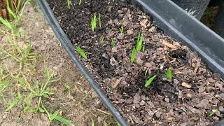 Growing Sabal mexicana palm trees in Central Texas 2022
