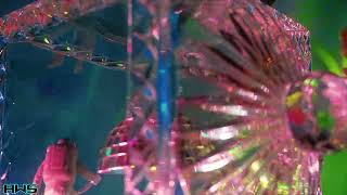 ALIEN WIZARD SCIENCE 014 BETA OPENING PREVIEW -80'S NOSTALGIA-