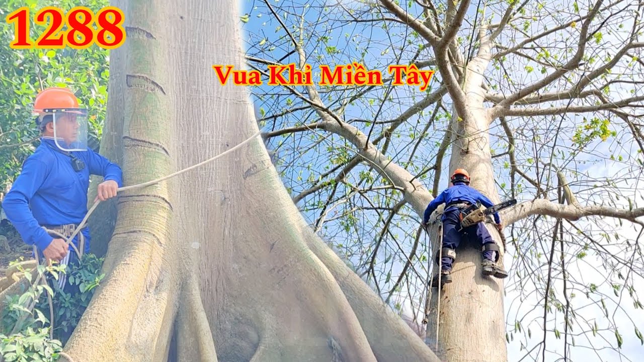 Quá gây cấn Vua Khỉ Miền Tây cưa cây gòn khủng (1/2) Cutting cotton tree