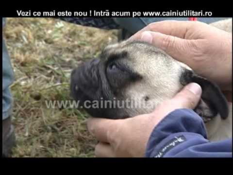 Video: Cum Se Numește Un Pug