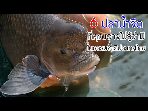 6 ปลาน้ำจืด 'ที่คุณอาจไม่รู้ว่ามี' ในธรรมชาติประเทศไทย