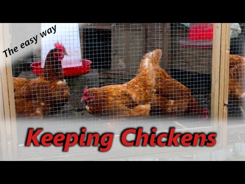 Keeping Chickens For Beginners | My Daily Routine | Uk - Youtube