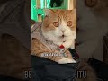 Kucing Ini Dituduh Sebabkan Kereta di Thailand Terlambat Selama 7 Jam #shorts