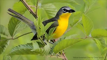 Yellow-breasted Chat Song