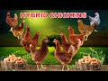 Top 10 Hybrid Chicken Breeds for Free Range Farming Producing Brown Eggs | Layer Chicken