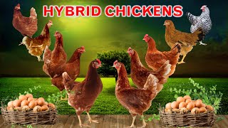Top 10 Hybrid Chicken Breeds for Free Range Farming Producing Brown Eggs | Layer Chicken