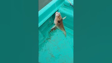 Điểm câu cá đục giải trí đảo Ti Tốp_Vịnh Hạ Long #kênh săn bắt và khám phá 200 hòn đảo Hạ Long