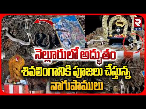 శివలింగానికి పూజలు చేస్తున్న నాగుపాములు.. | Cobras Worshipping Shivalingam In Nellore | Viral | RTV