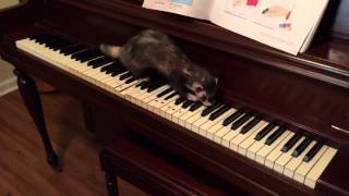 Just for fun: Joey the Musical Ferret