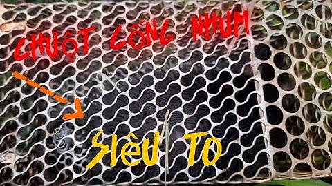 Bẫy Chuột Cống Nhum Siêu To Siêu Khủng||Tân Nguyễn Vlog 5