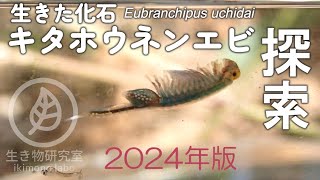 【生きた化石】キタホウネンエビ探索　2024年版　 Eubranchipus uchidai　【fairy shrimp】