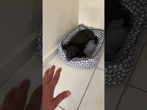 La historia del perro, parte 4: un cachorro empezó a seguirme