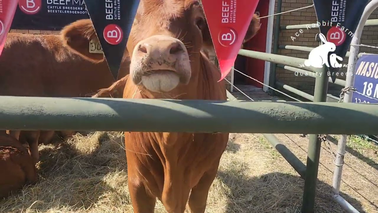 The Greatest Agric Show - Nampo 2025