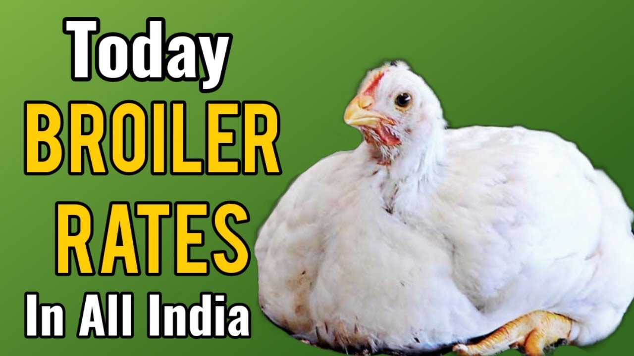 broiler rate, chicken rate, broiler chicken rate, broiler murga rate