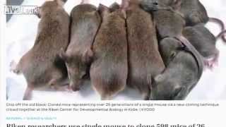 Cloned - Scientists successfully clone 1 mouse 581 times