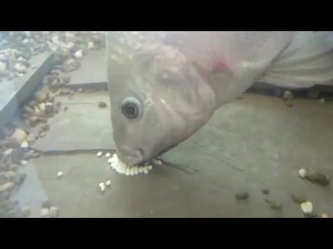 Video: Ikan mengawan: ciri pembiakan di rumah