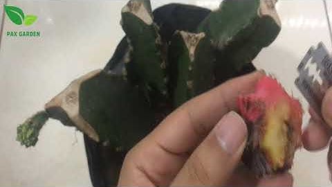 Ghép xương rồng và cái kết Fail/Cactus grafting and failed ending