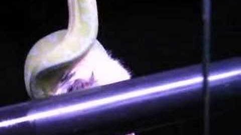 Green Tree Python Eating a Rat