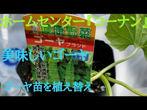 ホームセンターコーナン ゴーヤとアサガオ植え替えます Youtube ホームセンターコーナン ゴーヤとアサガオ植え替えます Youtube