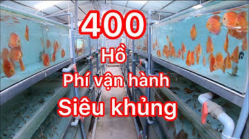 Trại cá cảnh với phí vận hàng siêu khủng chuyên làm đủ các dòng cá dĩa - Discus farm