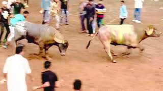 Download Lagu Kagzipura कागझिपुरा daulatabad hello ki Takkar Baba Mastan hela ki Takkar बाबा मस्तान हेले की टक्कर MP3 Download Lagu Kagzipura कागझिपुरा daulatabad hello ki Takkar Baba Mastan hela ki Takkar बाबा मस्तान हेले की टक्कर MP3