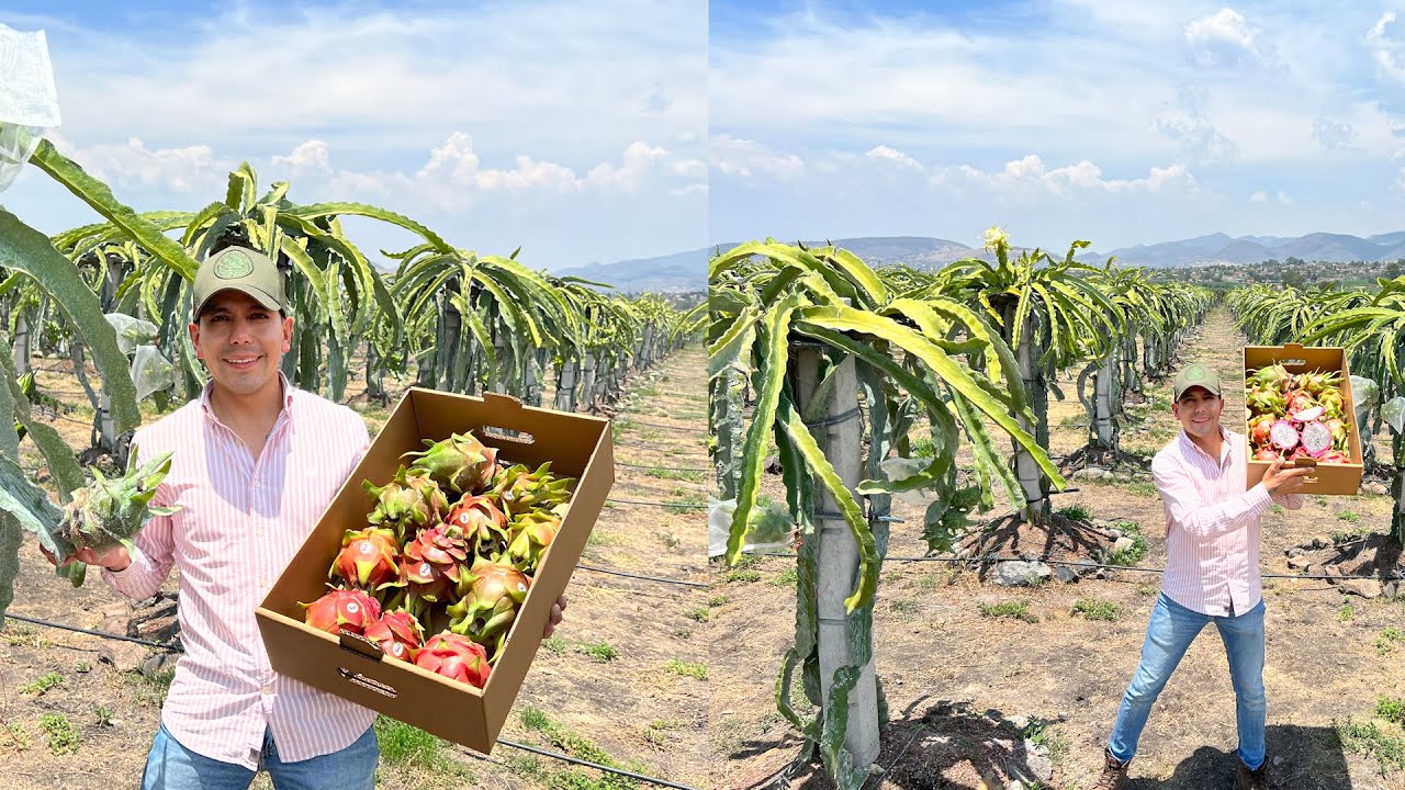 Cultivos Intensivos PITAHAYAS | Sistema Doble Espaldera | Fruta exótica ¿CARA? | Huerta Nueva