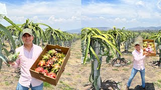 Cultivos Intensivos PITAHAYAS | Sistema Doble Espaldera | Fruta exótica ¿CARA? | Huerta Nueva