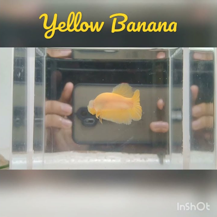 CUPANG YELLOW BANANA #betta #cupang #cupangyellow
