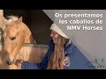 🐴¡Os presentamos los caballos de NMV Horses🐴