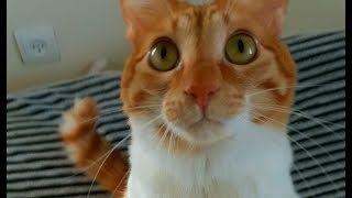 Cat training failed... by Ginny & Simba The Cats 124 views 4 years ago 52 seconds