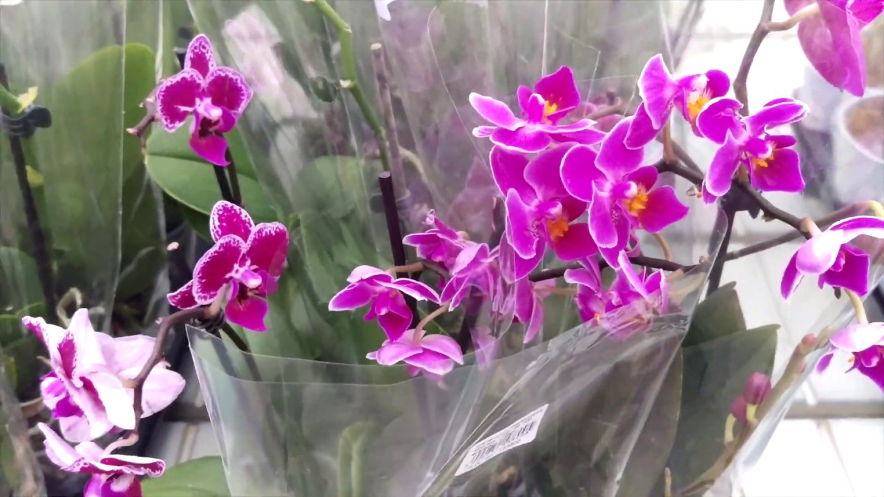 Орхидеи уценка. Орхидея Victoria's Glory'. Уцененные орхидеи. Орхидеи по уценке где купить.
