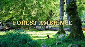 NO ADS Relaxing Nature Sounds in 4K, Dawn Chorus in Ancient Woodland, Forest Ambience for Sleep