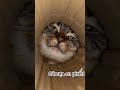 #❤️ #cat