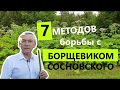 КАК ИЗБАВИТЬСЯ ОТ БОРЩЕВИКА? 7 СПОСОБОВ борьбы!