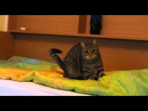 Video: Vnetje Srca (miokarditis) Pri Mačkah