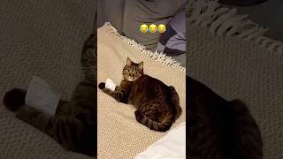 Funny Cats 😹 Episode 512 #Shorts