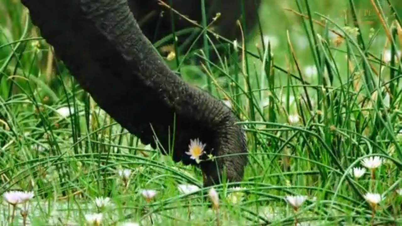 A Newborn Elephant and Family Eating Flowers (it's not a dream) | Great Plains Conservation