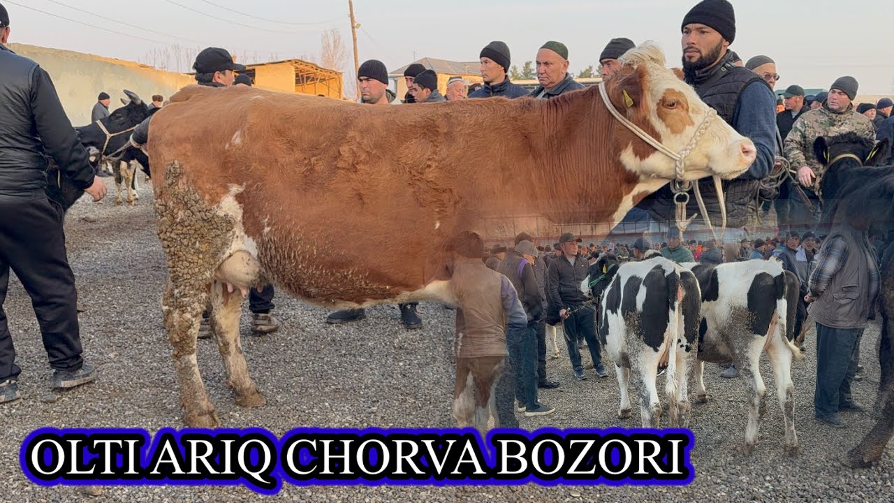 OLTI ARIQ CHORVA BOZORI SIGIRLAR VA HUNAJINLAR NARXLARI.02,27,2026