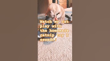 Watch my cat play with the homemade catnip toy I sewed her! #sewing #diy #cutecats #cute #cattoys
