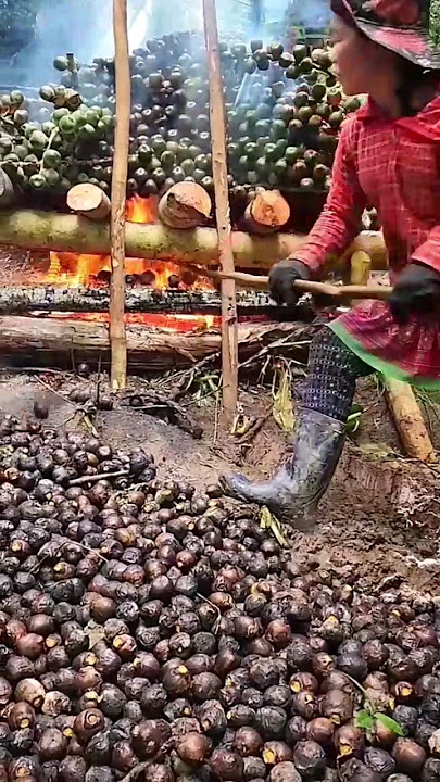 Proses olah kolang kaling yang biasa kita makan #pohonaren #kolangkaling #fruit