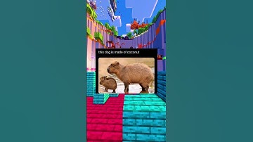 Capybara Memes!