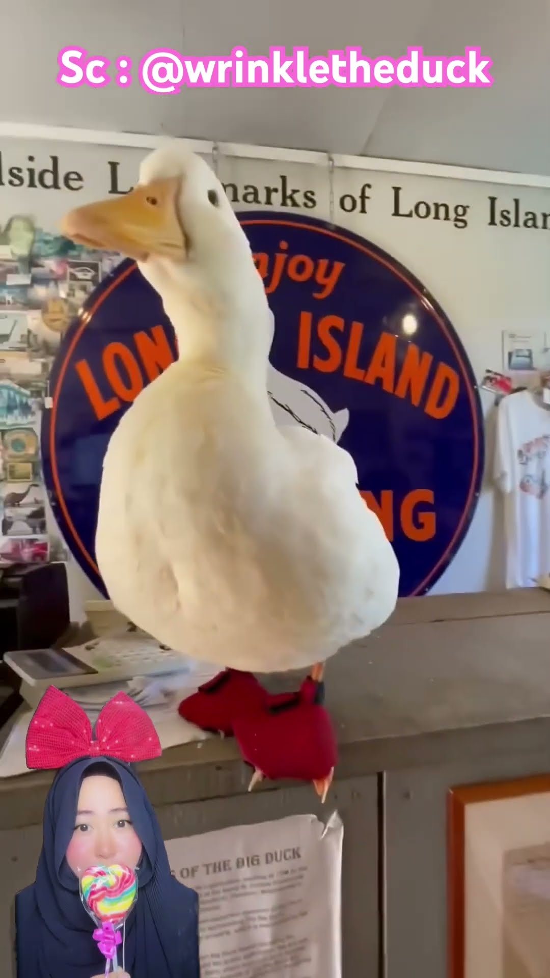 RUMAH BENTUK BEBEK LUCU ⁉️? @wrinkletheduck #shorts #funny #dubbing